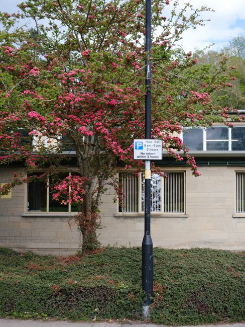 A parking sign mounted on a black lamp post standing on a sidewalk in front of a beige brick building with two small windows visible at ground level. The sign indicates parking restrictions from Monday to Saturday, 8 am to 6 pm, with a maximum stay of 2 hours, and mentions that parking is not allowed within 2 hours of a notice. Behind the sign, a flowering tree with pink blossoms and green leaves partially obscures the building's facade. The area below the tree features low, dense shrubbery, and the scene is lit by natural daylight, highlighting the vibrant colors of the blossoms and the clarity of the parking regulations. This image, associated with Man with Van Eden Park, illustrates urban parking restrictions related to house removals and relocation services in Eden Park.
