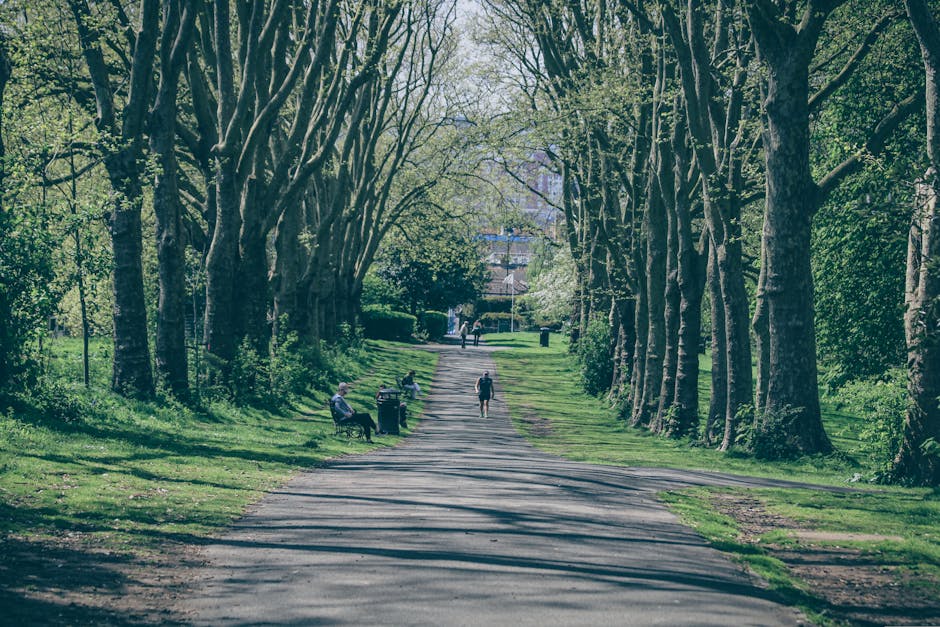 A residential street lined with tall, mature trees on both sides, forming a canopy overhead with their branches and leaves. The tarmac pathway runs through the centre, with a few pedestrians walking along it and others sitting on benches placed on the grassy verge beside the pavement. In the background, there are some houses and buildings partially visible through the trees. The scene is bathed in natural daylight, casting shadows from the trees onto the pathway. This setting exemplifies a peaceful neighbourhood, suitable for home relocation or moving logistics, in which outdoor spaces and tree-lined streets are prominent features. Man with Van Eden Park may assist with the transportation of furniture and packing materials through such environments as part of their removals services, ensuring a smooth moving process from inner properties to transport vehicles, and ultimately to new locations.