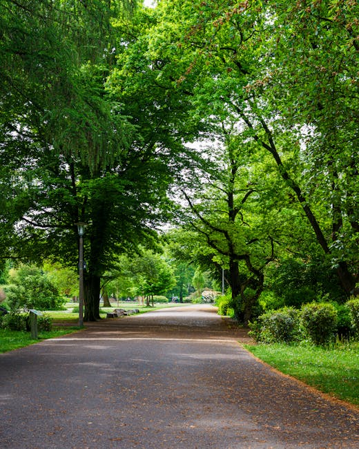 A paved pathway in a lush, green park with tall trees on either side. The trees have dense foliage, providing partial shade, and their branches extend overhead. The path is lined with well-maintained grass, bushes, and small plants, creating a peaceful outdoor environment. In the background, there are more trees and a glimpse of open space, with soft natural lighting illuminating the scene. Although no furniture or moving equipment are visible, this setting could represent a tranquil area where home relocation or moving services, such as those offered by Man with Van Eden Park, might take place during the planning or unloading stages of a house move.