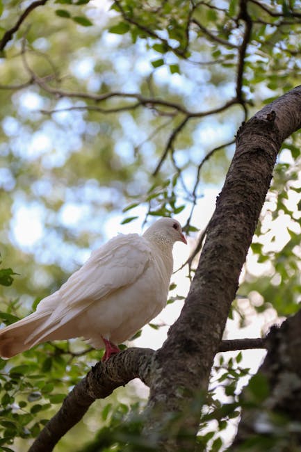 A white dove perched on a horizontal tree branch, surrounded by green leaves and small twigs, with the sky and additional foliage in the background. The bird faces slightly to the right, with its beak, eye, and pink feet visible. The bark of the tree appears textured, and the natural daylight illuminates the scene. This image illustrates a peaceful moment during a home relocation process, with Man with Van Eden Park specialising in removals through careful packing and furniture transport, often navigating stairs and narrow halls that can influence moving costs in Eden Park.